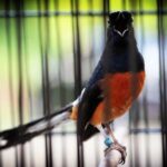 Daftar Gacor MANDIRI: Tips Merawat Burung Agar Suara Isian Semakin Berkualitas