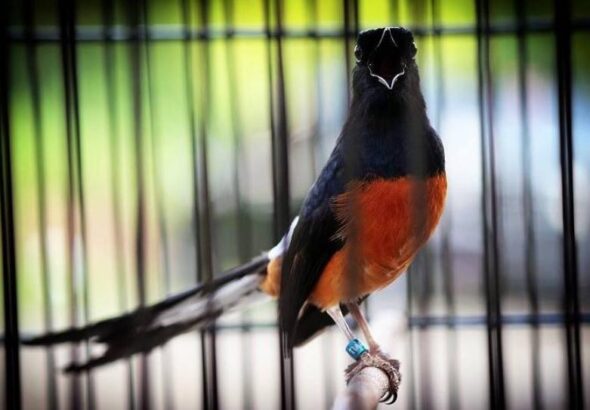 Daftar Gacor MANDIRI: Tips Merawat Burung Agar Suara Isian Semakin Berkualitas